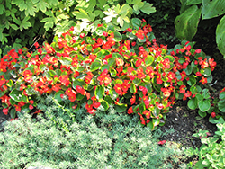 Bada Bing Scarlet Begonia (Begonia 'Bada Bing Scarlet') at English Gardens