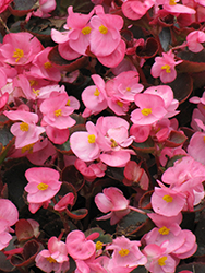 Bada Boom Pink Begonia (Begonia 'Bada Boom Pink') at English Gardens