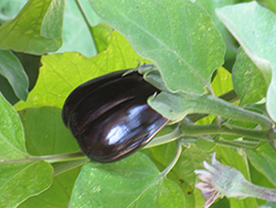 Black Beauty Eggplant (Solanum melongena 'Black Beauty') at English Gardens