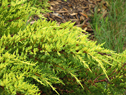 Daub's Frosted Juniper (Juniperus x media 'Daub's Frosted') at English Gardens