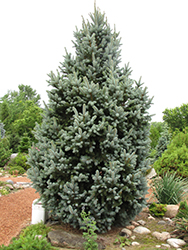 Iseli Fastigiate Spruce (Picea pungens 'Iseli Fastigiata') at English Gardens