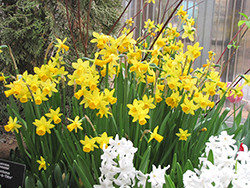 Tete a Tete Daffodil (Narcissus 'Tete a Tete') at English Gardens