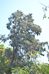 Hollywood Juniper (Juniperus chinensis 'Torulosa') at English Gardens