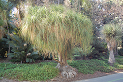 Pony Tail Palm (Nolina recurvata) at English Gardens
