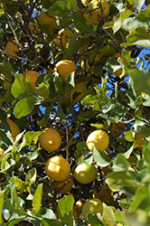Lemon (Citrus limon) at English Gardens