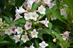 Sonic Bloom Pearl Reblooming Weigela (Weigela florida 'Bokrasopea') at English Gardens