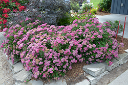 Double Play Pink Spirea (Spiraea japonica 'SMNSJMFP') at English Gardens