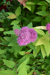 Double Play Candy Corn Spirea (Spiraea japonica 'NCSX1') at English Gardens