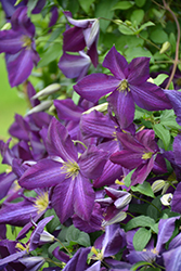 Happy Jack Purple Clematis (Clematis 'Zojapur') at English Gardens