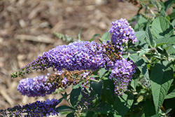 Lo & Behold Lilac Chip Butterfly Bush (Buddleia 'Lilac Chip') at English Gardens