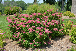Double Play Red Spirea (Spiraea japonica 'SMNSJMFR') at English Gardens