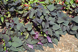 Black Heart Sweet Potato Vine (Ipomoea batatas 'Black Heart') at English Gardens