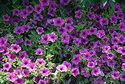 Supertunia Picasso In Purple Petunia (Petunia 'Supertunia Picasso In Purple') at English Gardens