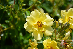 Oso Easy Lemon Zest Rose (Rosa 'Chewhocan') at English Gardens