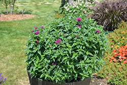 Pardon My Purple Beebalm (Monarda didyma 'Pardon My Purple') at English Gardens