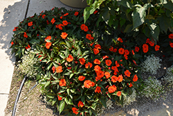 SunPatiens Compact Orange New Guinea Impatiens (Impatiens 'SakimP011') at English Gardens