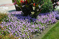 Supertunia Indigo Charm Petunia (Petunia 'Supertunia Indigo Charm') at English Gardens