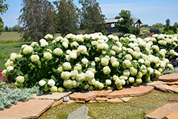 Incrediball Hydrangea (Hydrangea arborescens 'Abetwo') at English Gardens