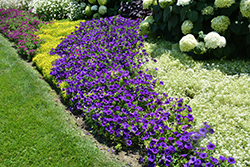 Supertunia Royal Velvet Petunia (Petunia 'Supertunia Royal Velvet') at English Gardens
