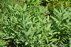 Common Sage (Salvia officinalis) at English Gardens