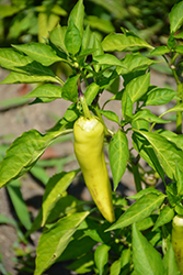 Hungarian Hot Wax Pepper (Capsicum annuum 'Hungarian Hot Wax') at English Gardens
