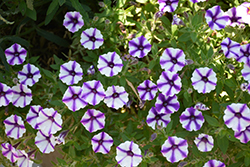 Supertunia Violet Star Charm Petunia (Petunia 'Supertunia Violet Star Charm') at English Gardens