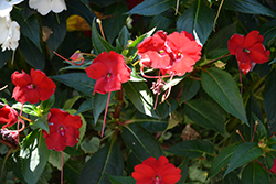 Infinity Red New Guinea Impatiens (Impatiens hawkeri 'Vinfsalbis') at English Gardens