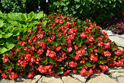 Surefire Red Begonia (Begonia 'Surefire Red') at English Gardens