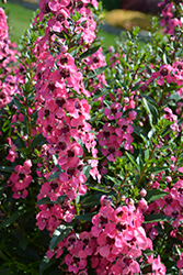 Angelface Perfectly Pink Angelonia (Angelonia angustifolia 'Balang15434') at English Gardens