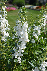 Angelface Super White Angelonia (Angelonia angustifolia 'Angelface Super White') at English Gardens