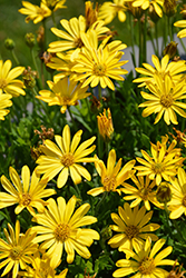 Bright Lights Yellow African Daisy (Osteospermum 'Bright Lights Yellow') at English Gardens