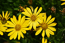 Bright Lights Yellow African Daisy (Osteospermum 'Bright Lights Yellow') at English Gardens