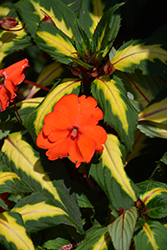 SunPatiens Spreading Tropical Orange New Guinea Impatiens (Impatiens 'SunPatiens Spreading Tropical Orange') at English Gardens