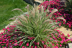 Sky Rocket Fountain Grass (Pennisetum setaceum 'Sky Rocket') at English Gardens