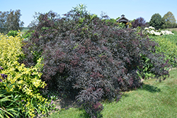Black Lace Elder (Sambucus nigra 'Eva') at English Gardens