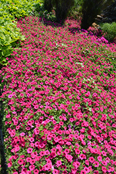 Supertunia Vista Fuchsia Petunia (Petunia 'Supertunia Vista Fuchsia') at English Gardens