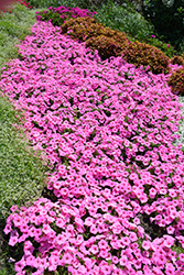 Supertunia Vista Bubblegum Petunia (Petunia 'Supertunia Vista Bubblegum') at English Gardens