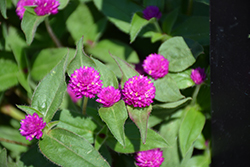 Lil' Forest Plum Bachelor Button (Gomphrena 'SAKGOM004') at English Gardens