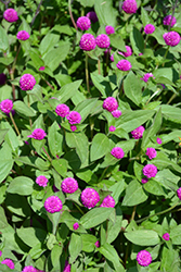 Lil' Forest Plum Bachelor Button (Gomphrena 'SAKGOM004') at English Gardens