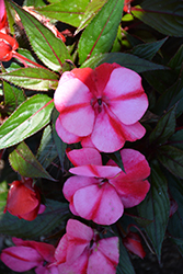 Infinity Blushing Crimson New Guinea Impatiens (Impatiens hawkeri 'Kiamuna') at English Gardens