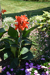 Toucan Dark Orange Canna (Canna 'Toucan Dark Orange') at English Gardens