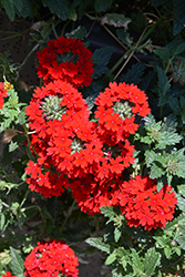 Superbena Royale Red Verbena (Verbena 'AKIV5-4') at English Gardens