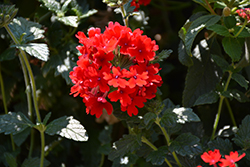 Superbena Royale Red Verbena (Verbena 'AKIV5-4') at English Gardens