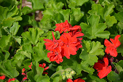 Calliope Large Scarlet Fire Geranium (Pelargonium 'Calliope Large Scarlet Fire') at English Gardens