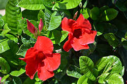 Sun Parasol Pretty Crimson Mandevilla (Mandevilla 'Sunmanderemi') at English Gardens