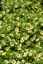 Blanket Yellow Petunia (Petunia 'Blanket Yellow') at English Gardens