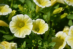 Blanket Yellow Petunia (Petunia 'Blanket Yellow') at English Gardens