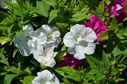 Blanket Double White Petunia (Petunia 'Blanket Double White') at English Gardens