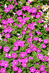 Blanket Rose Petunia (Petunia 'Blanket Rose') at English Gardens