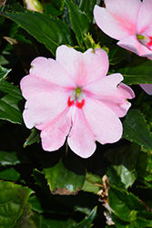 SunPatiens Spreading Pink Kiss New Guinea Impatiens (Impatiens 'SAKIMP043') at English Gardens